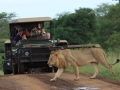 Lion-crossing-between-safari-jeeps-Kruger-National-Park